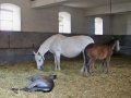 Zodiacon 2012 664.jpg